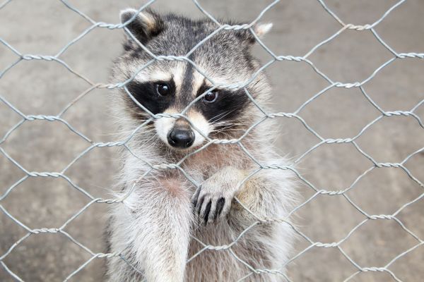 Bangor Wildlife Removal