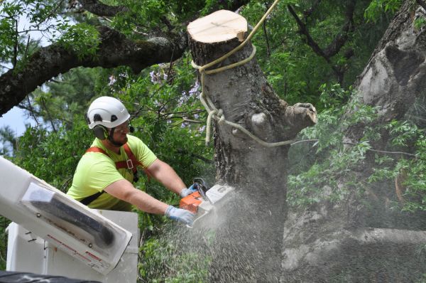 Bangor Tree Trimming