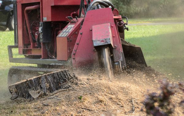 Bangor Tree Removal