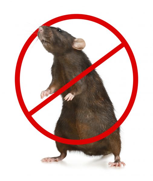 Bangor Pest Control Service
