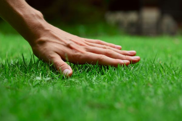 Bangor Lawn Treatment